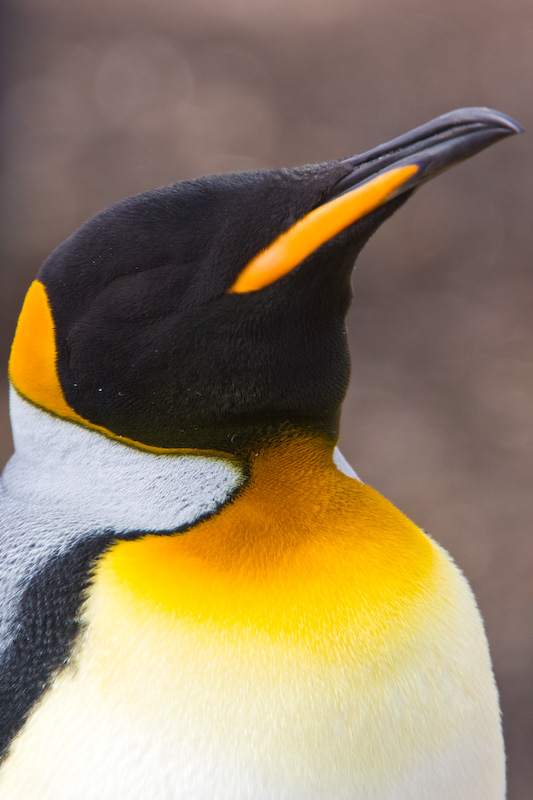 King Penguin